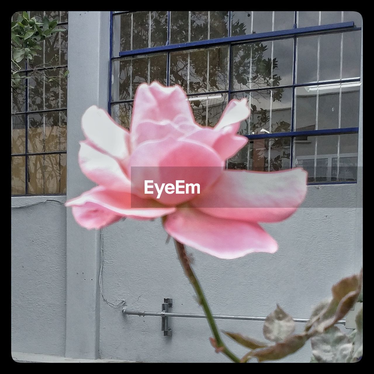 CLOSE-UP OF PINK FLOWER AGAINST BLURRED BACKGROUND