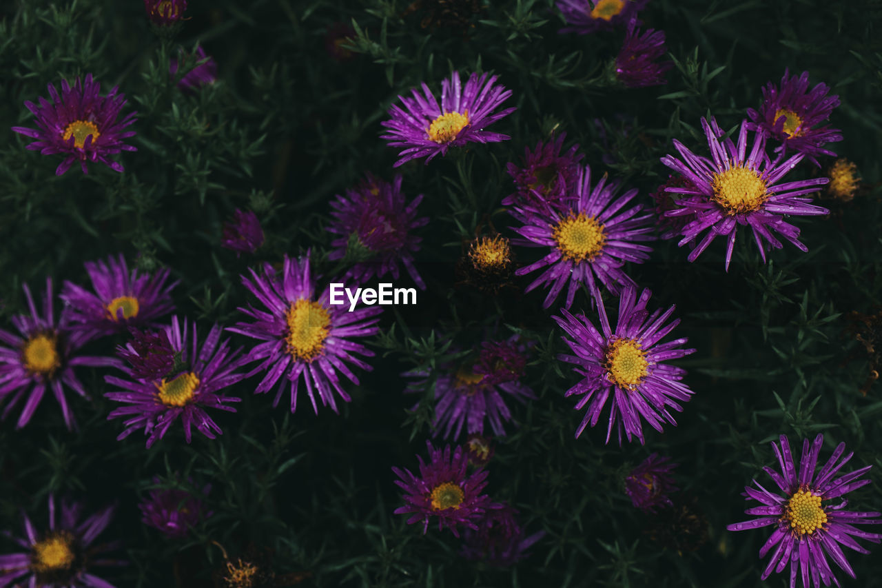 High angle view of purple flowering plants on field