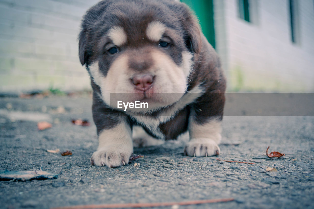 CLOSE-UP PORTRAIT OF A PUPPY