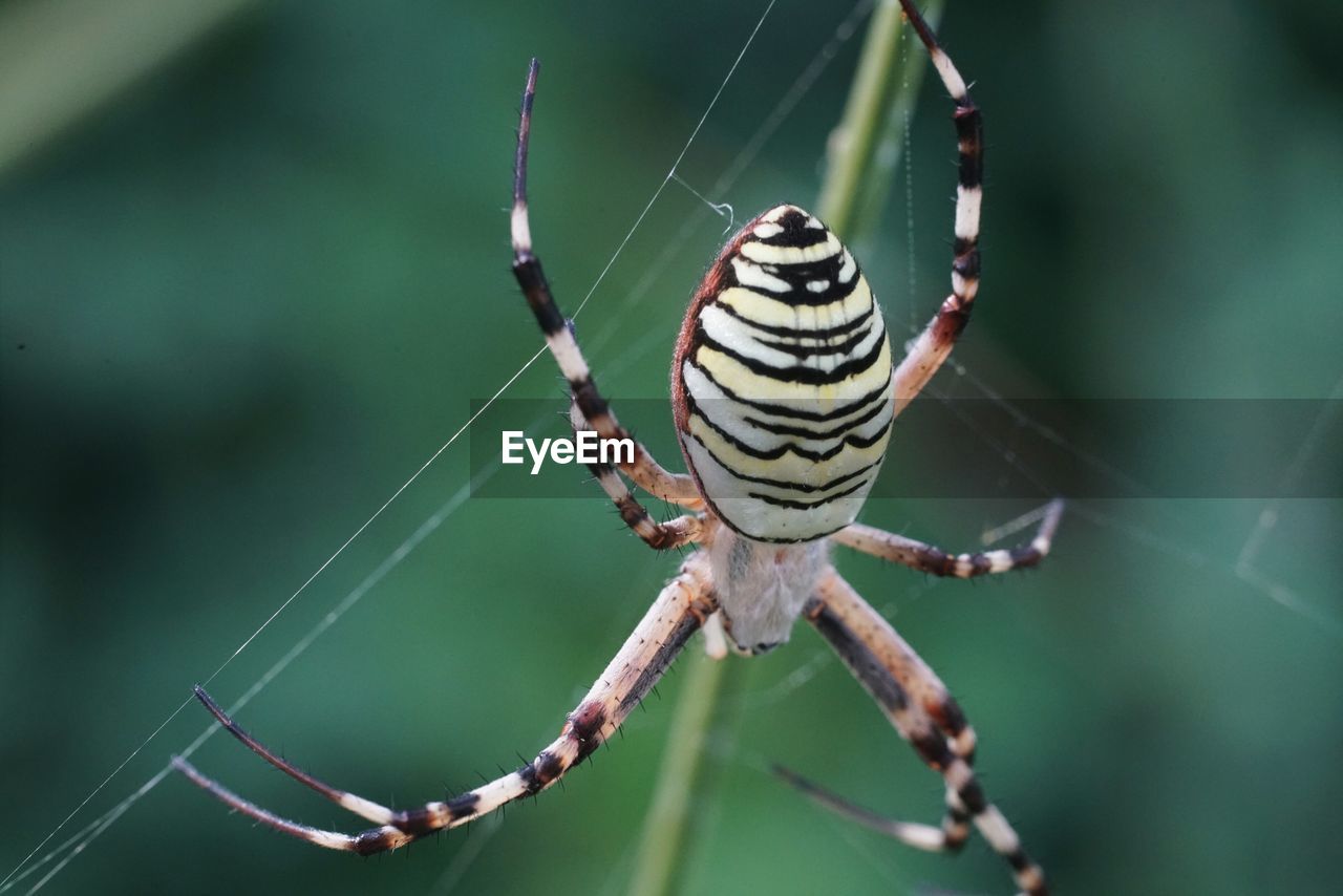 Close-up of spider on web