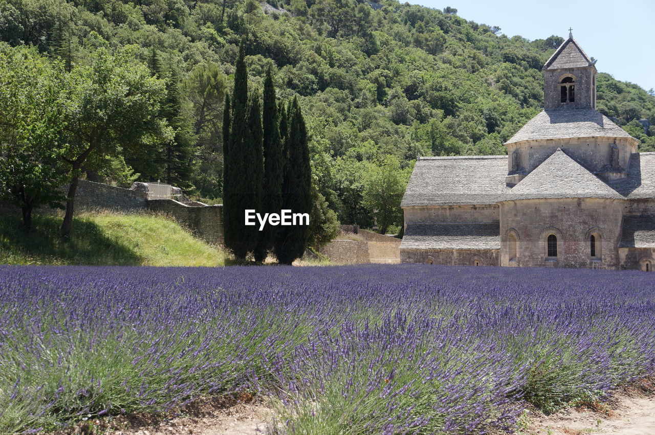 VIEW OF LAVENDER ON FIELD AGAINST TEMPLE