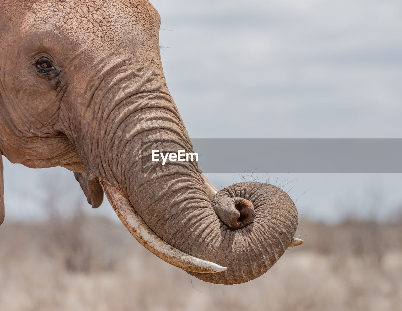 Rest the trunk on the elephants tusks