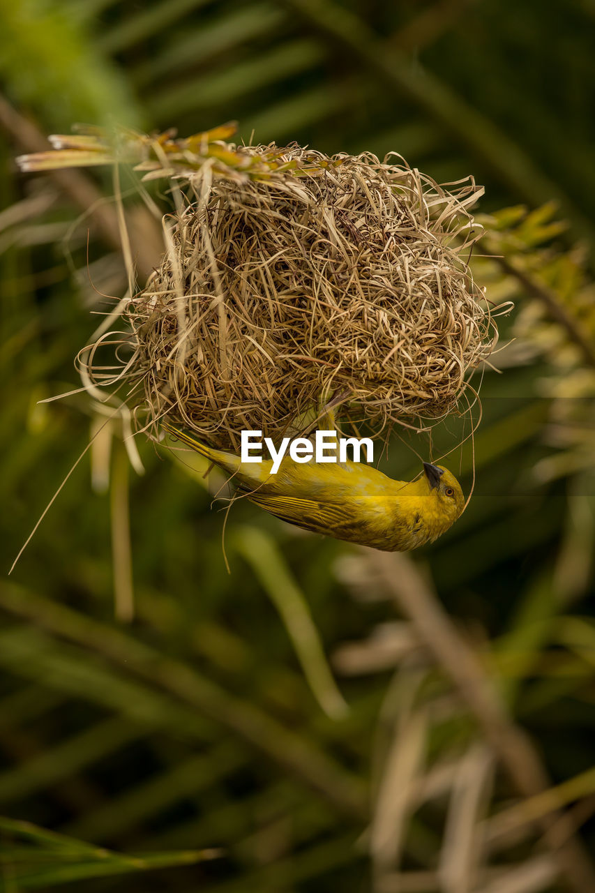 Close-up of bird on nest against leaves