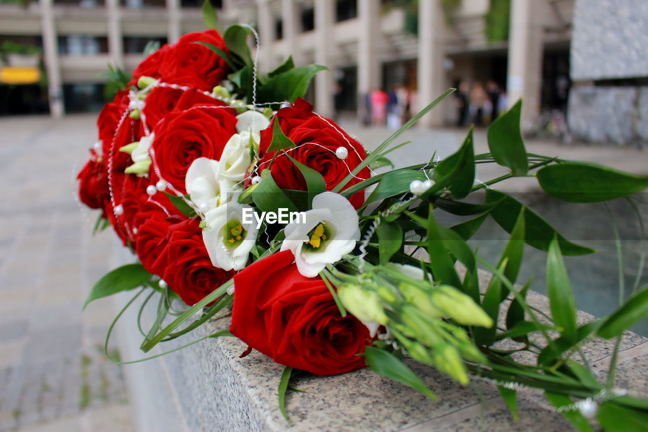 CLOSE-UP OF RED ROSE