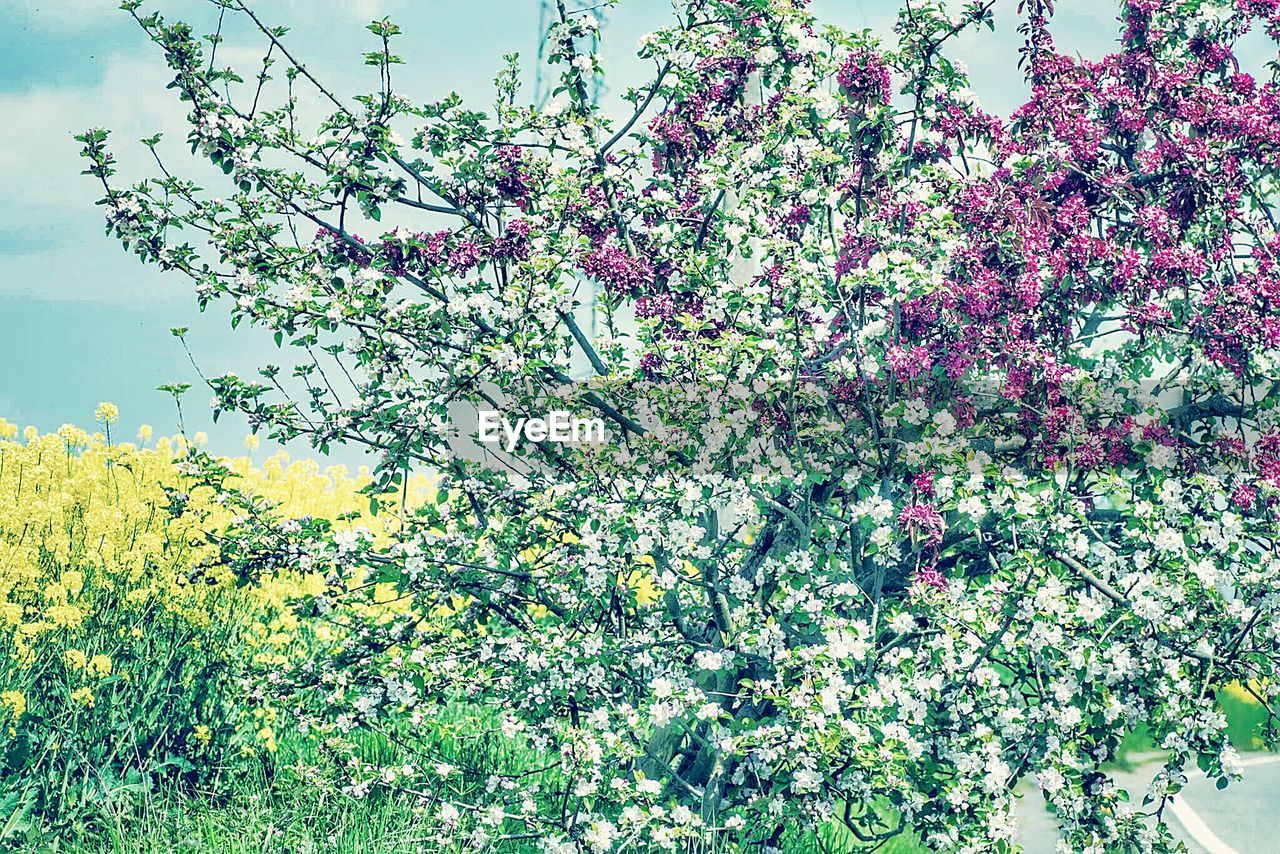 VIEW OF TREE WITH FLOWERS