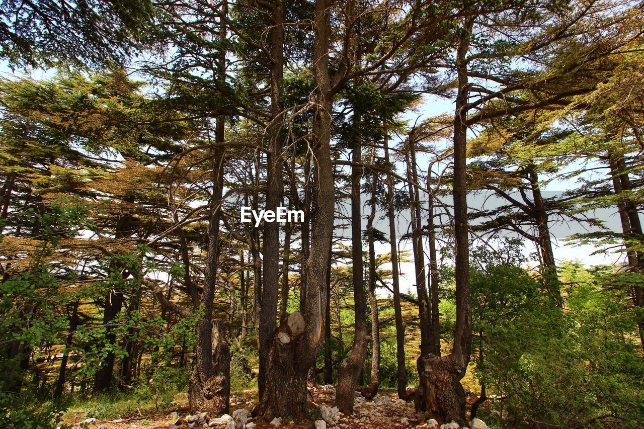 View of trees in forest