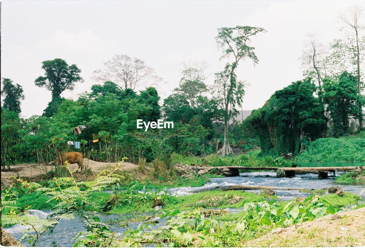 VIEW OF SHEEP ON LAND