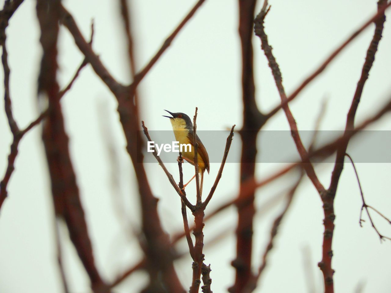 Close-up of bird perching on branch