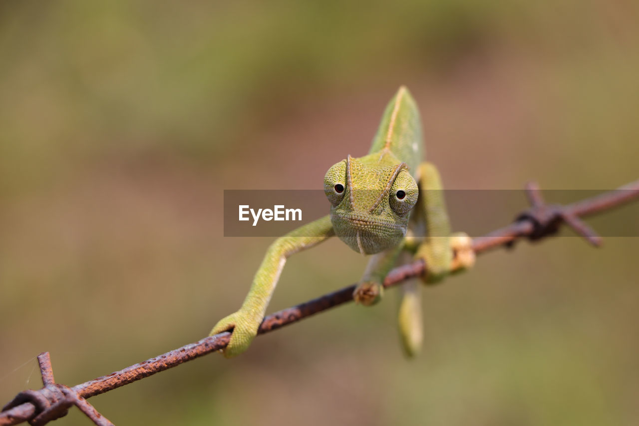 Flap necked chameleon on wire looking chamaeleo dilepis