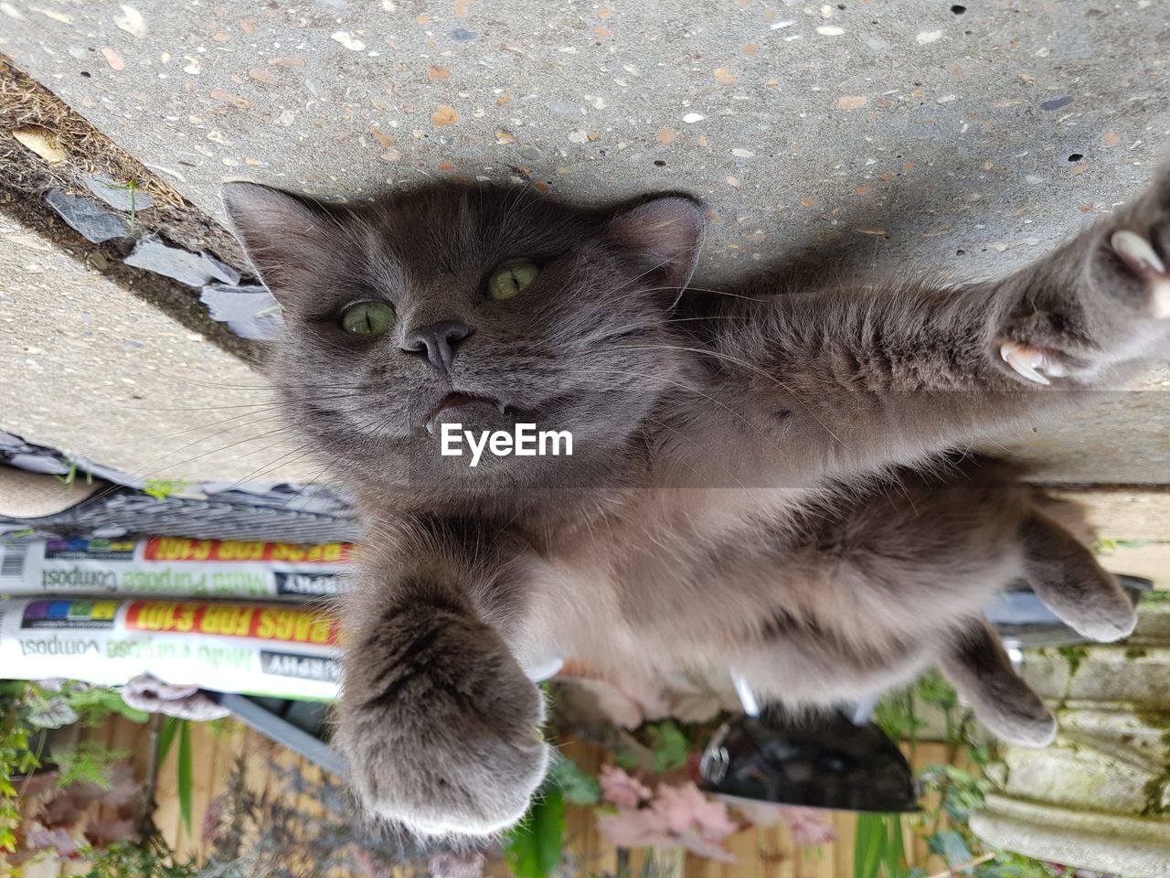 Upside down image of cat relaxing