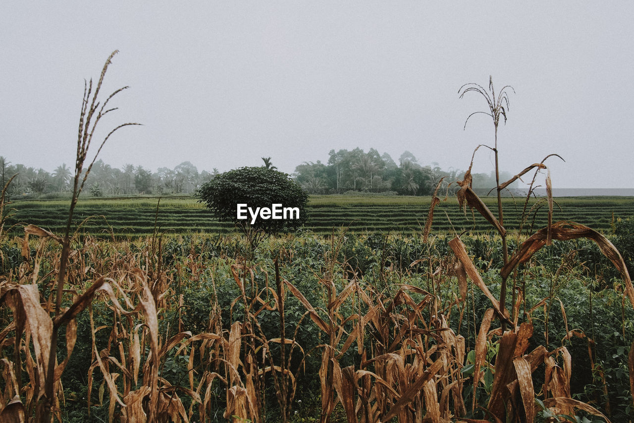Crops growing on field against clear sky
