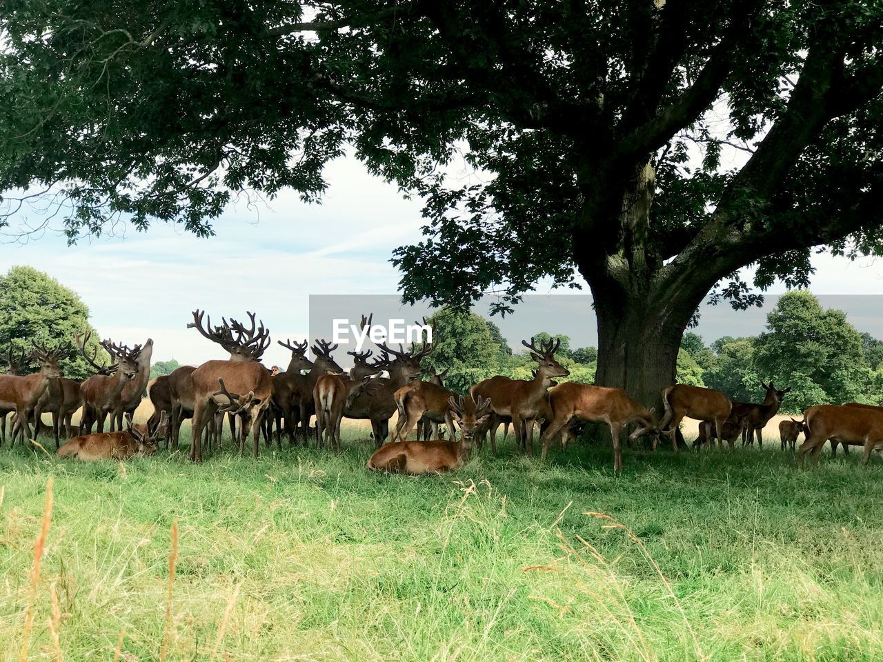 Deer on field against trees