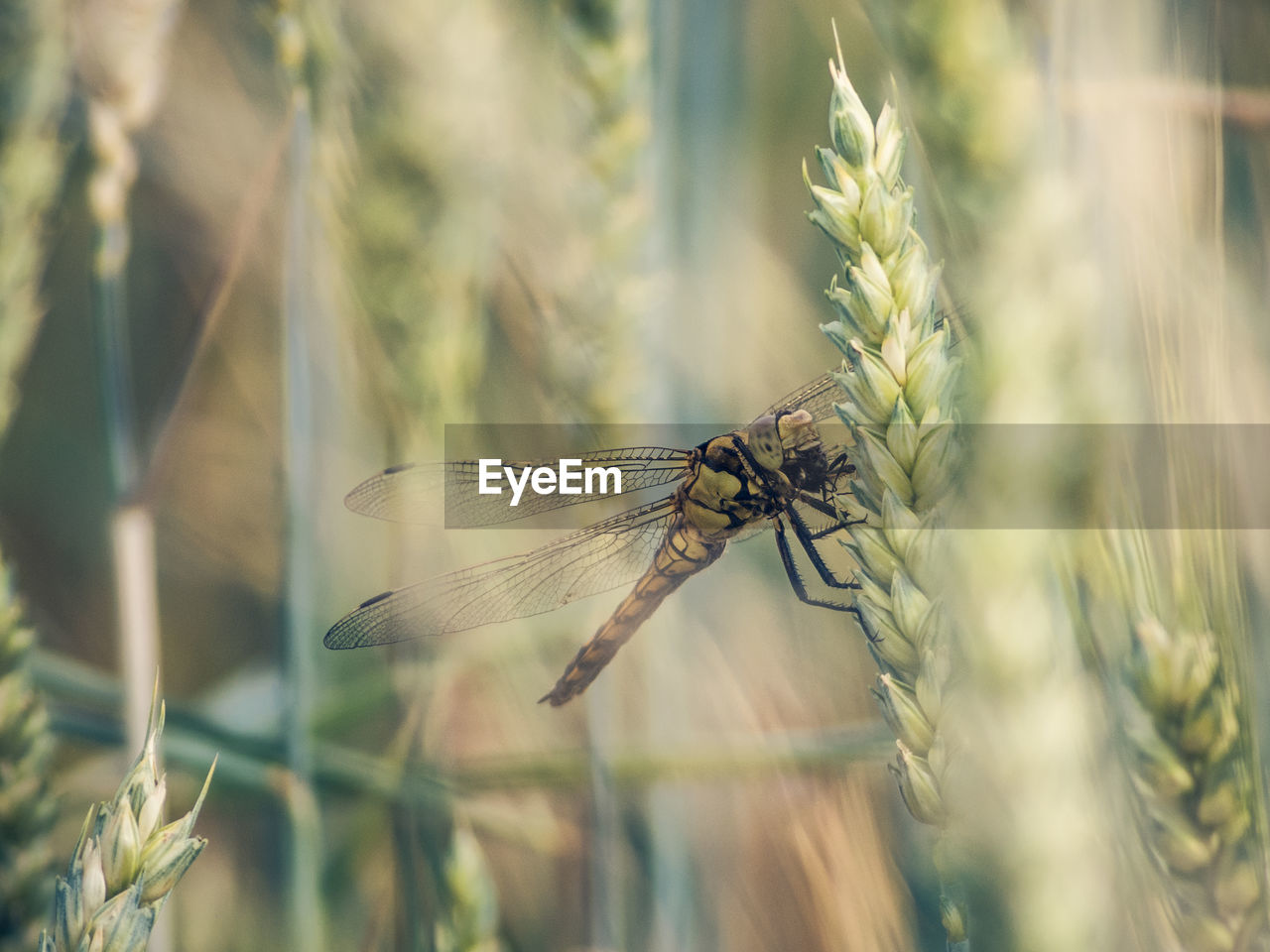 CLOSE-UP OF GRASSHOPPER