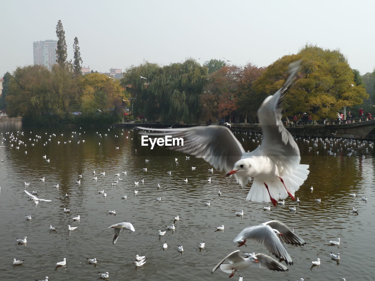 BIRDS FLYING OVER LAKE