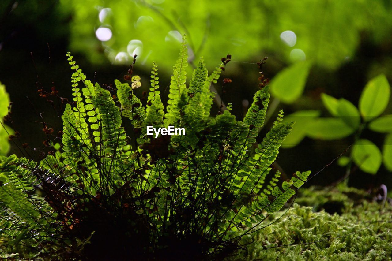 Close-up of fresh green plants in water