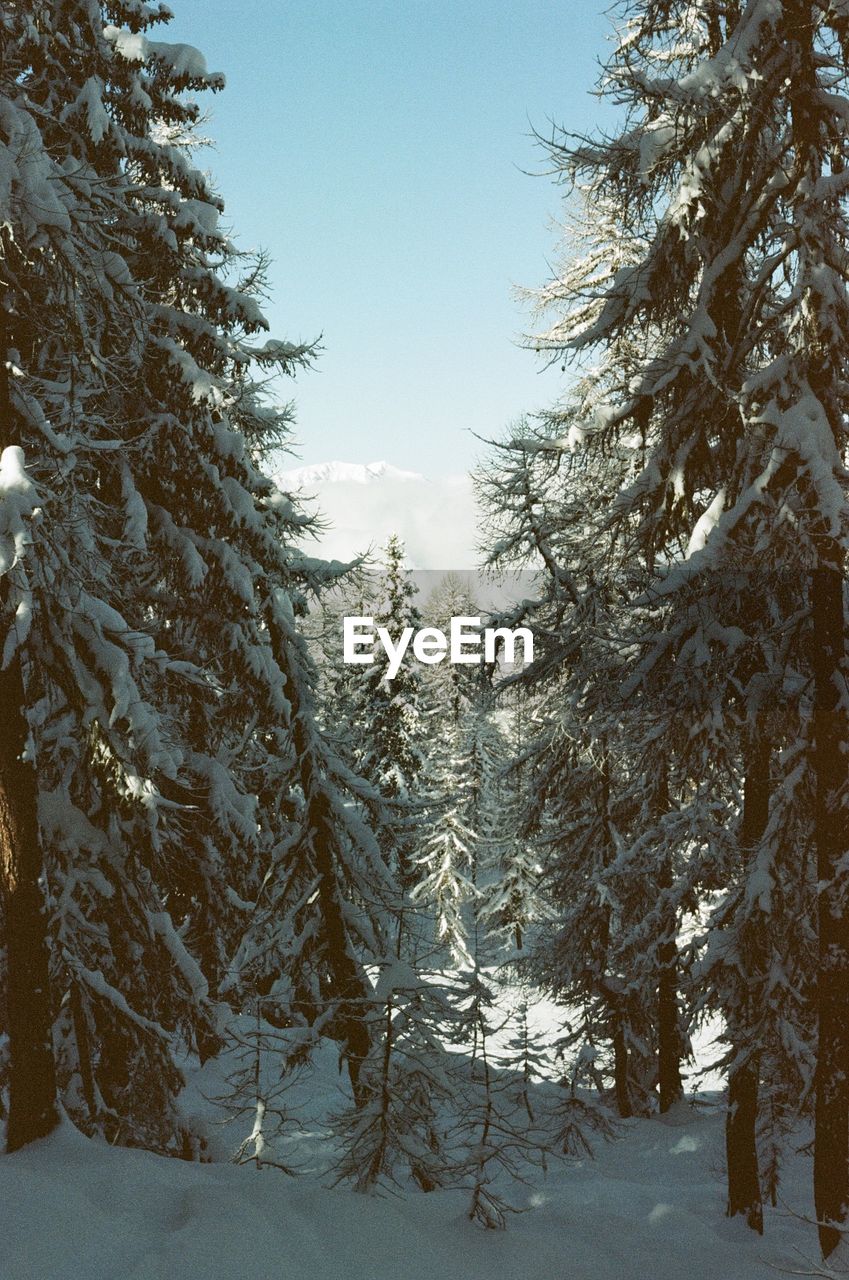 trees on snow covered landscape