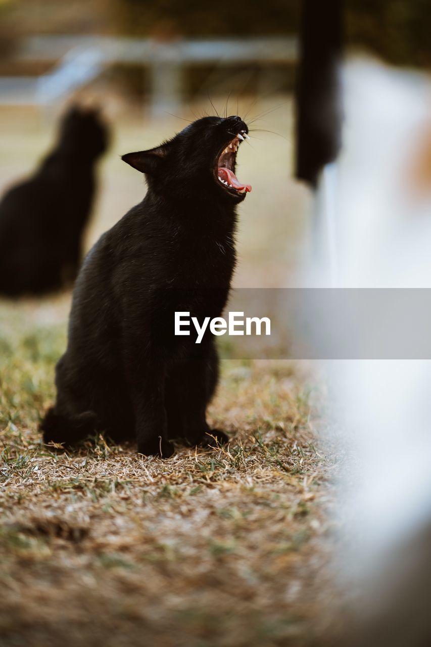 Black cat sitting outdoors yawning