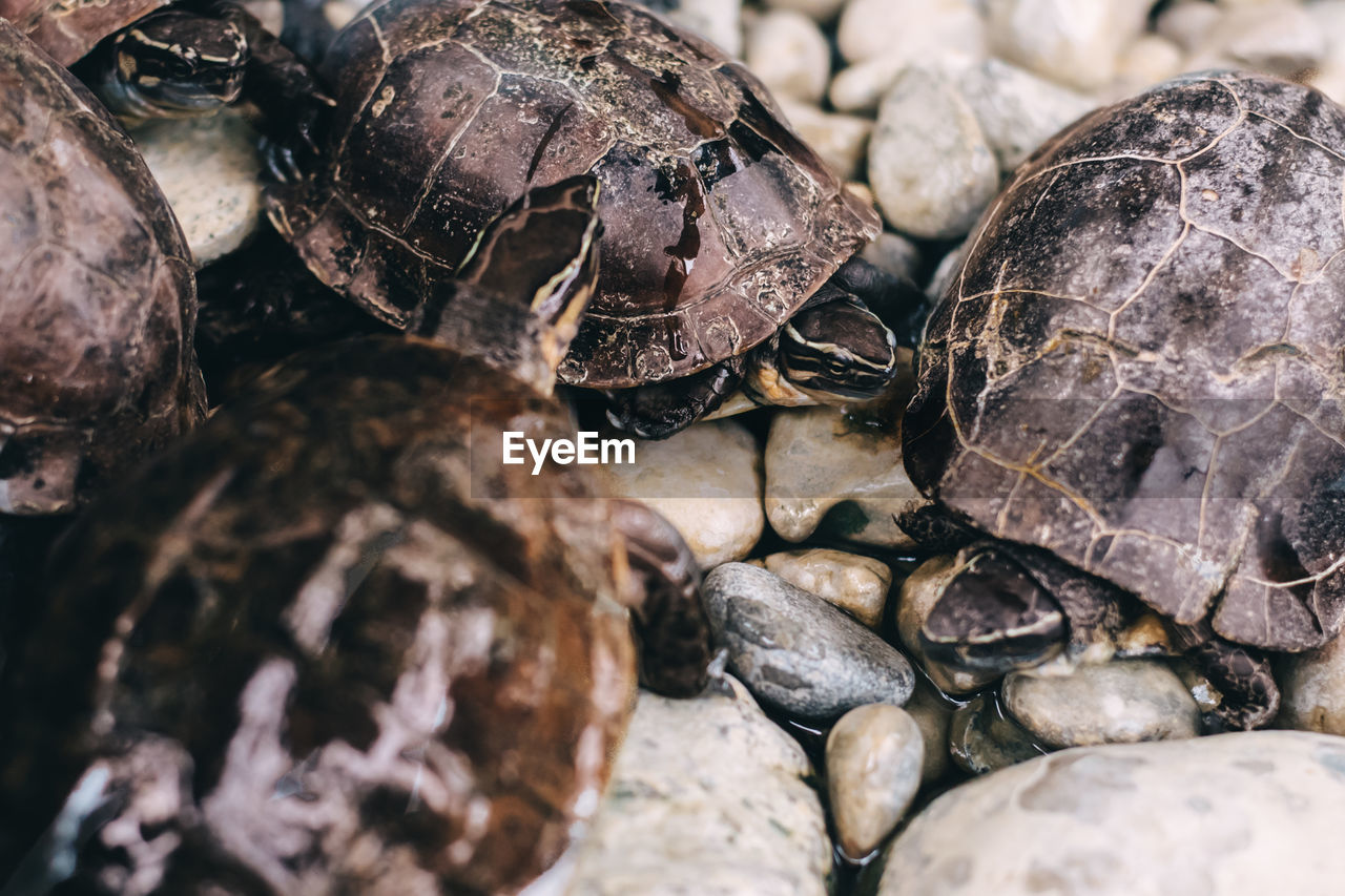 High angle view of turtles