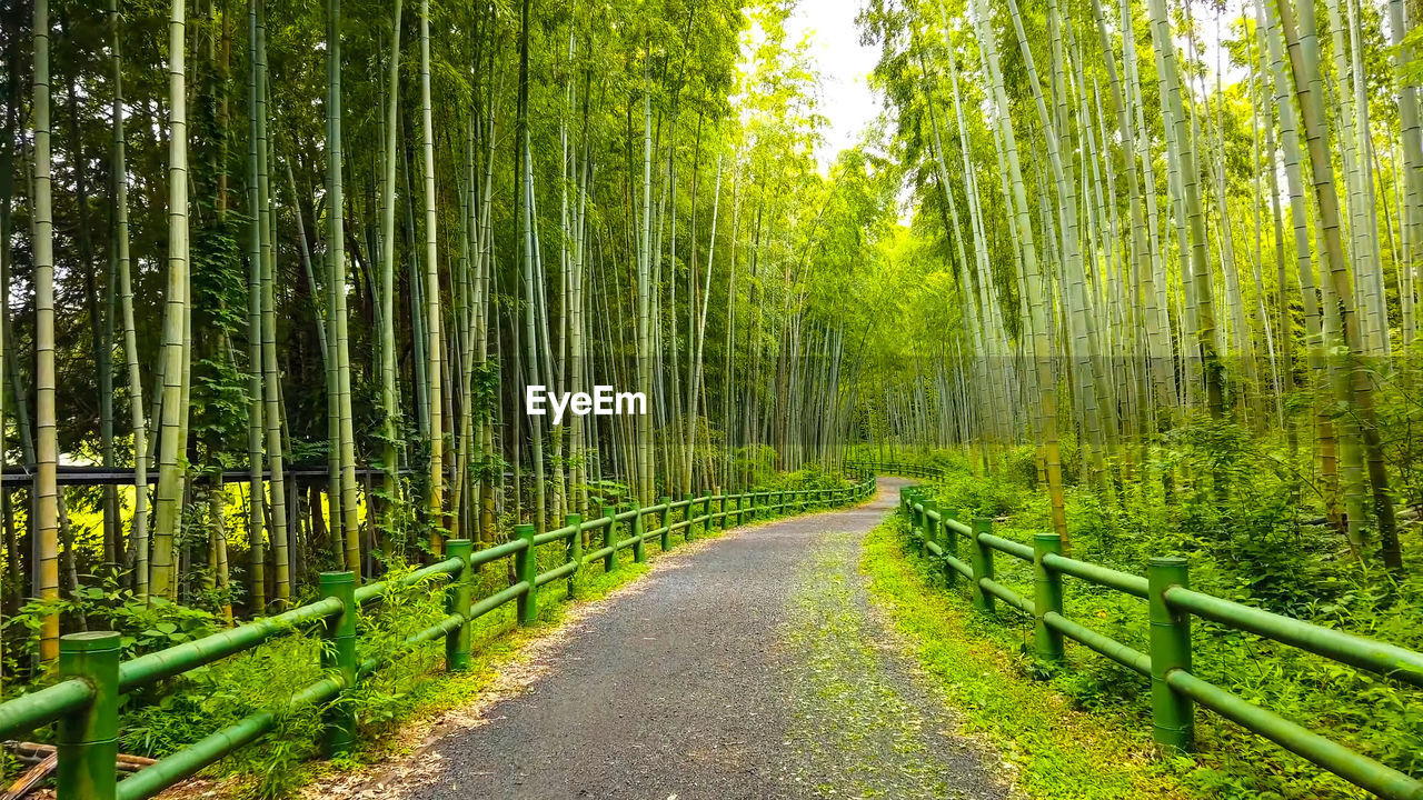 Bamboo forest in japan, arashiyama, kyoto