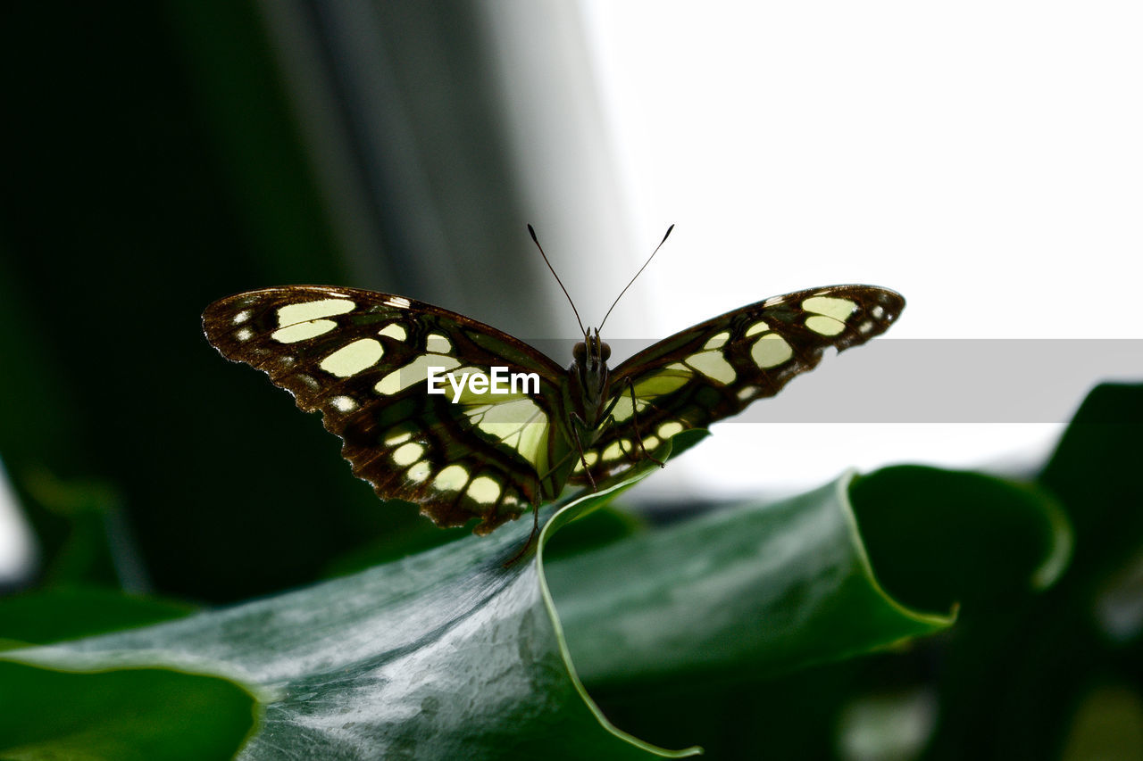 Close-up of butterfly on flower