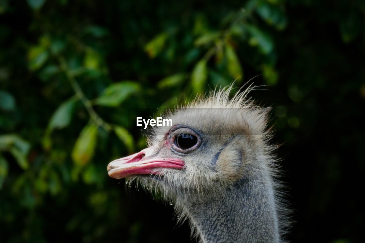 Close-up of a bird