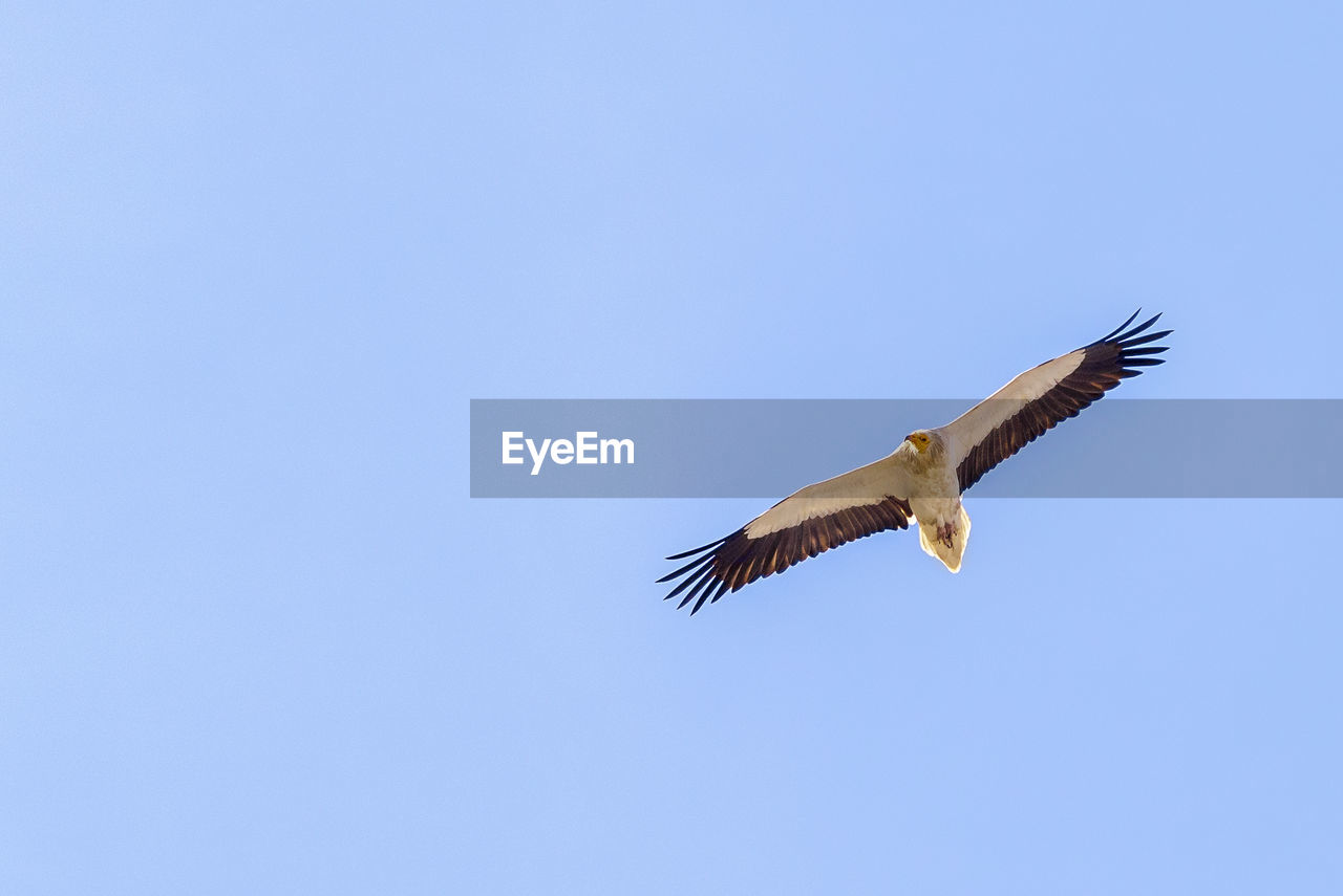 Low angle view of eagle flying against clear blue sky