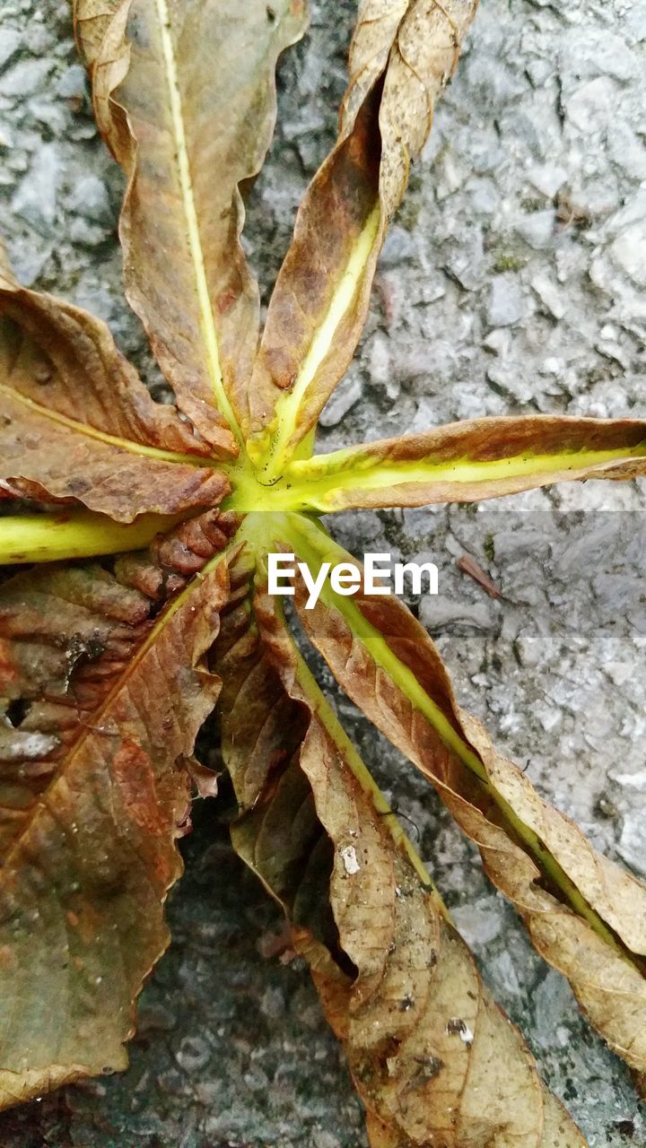 Close-up of fallen leaf on street