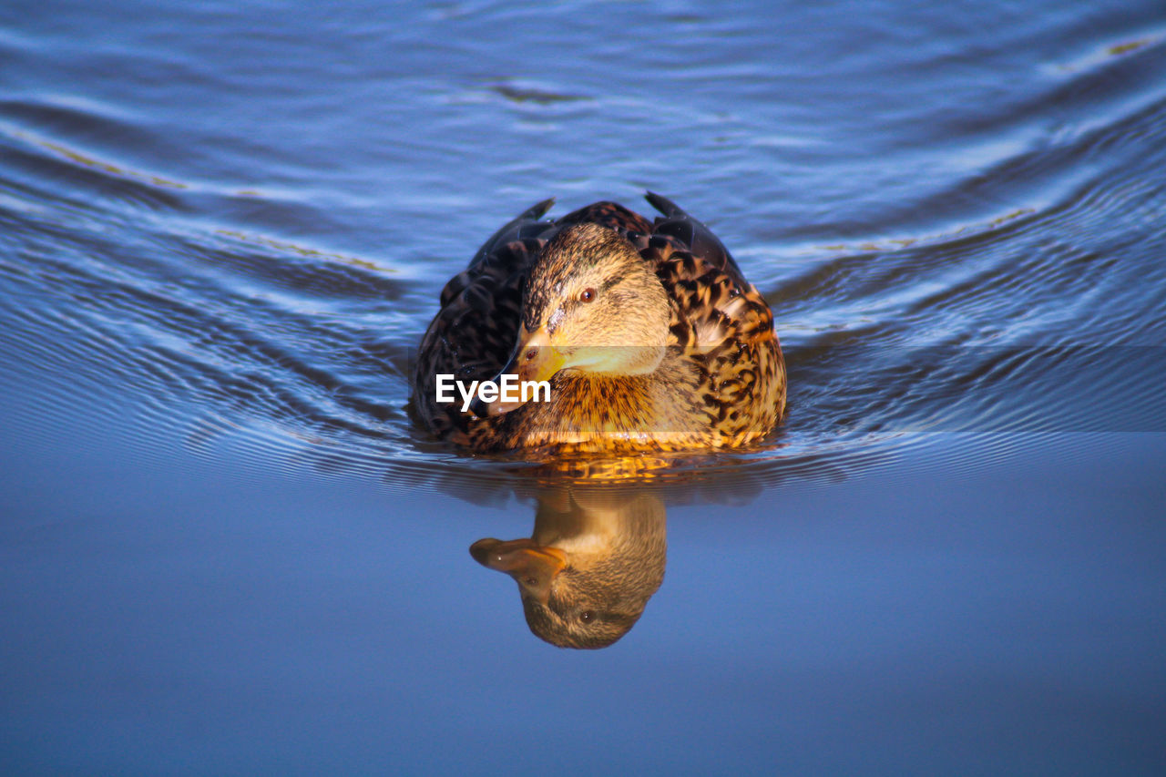 Close-up of duck swimming in lake reflection 