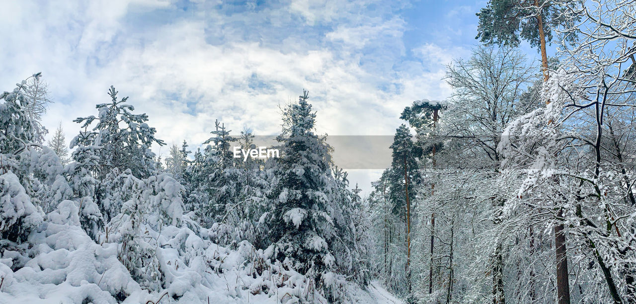 Snow covered trees in forest against sky