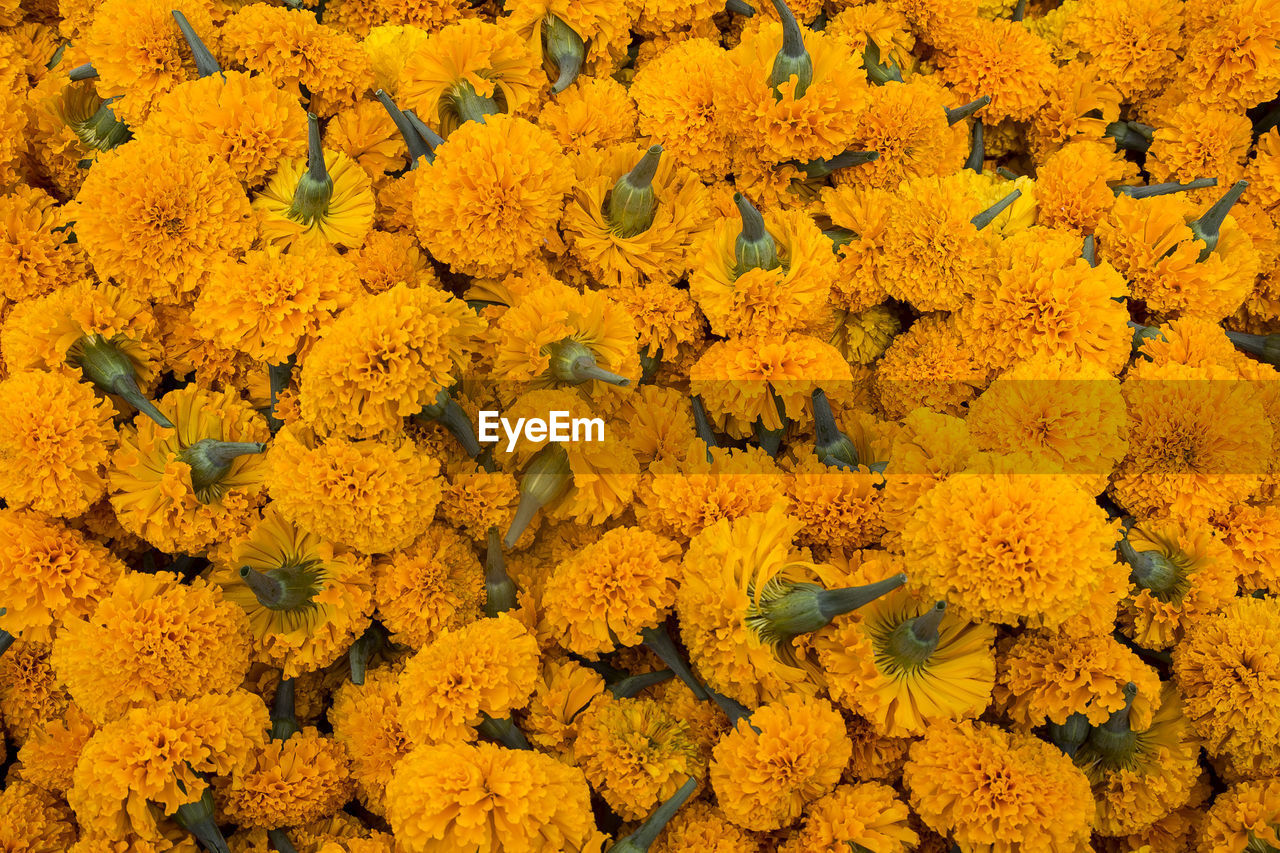 HIGH ANGLE VIEW OF YELLOW FLOWERS ON PLANT