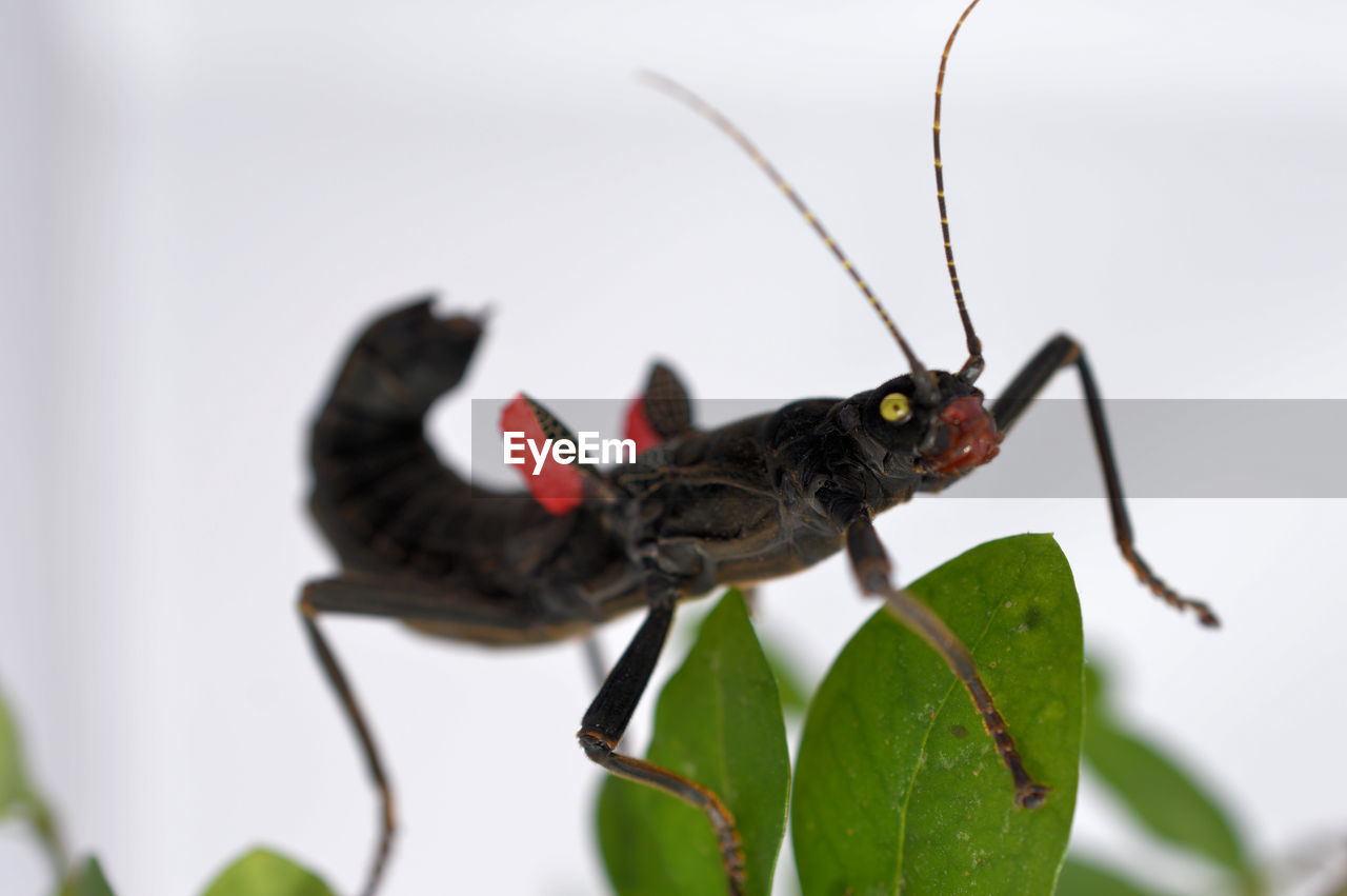 Close-up of insect on leaf