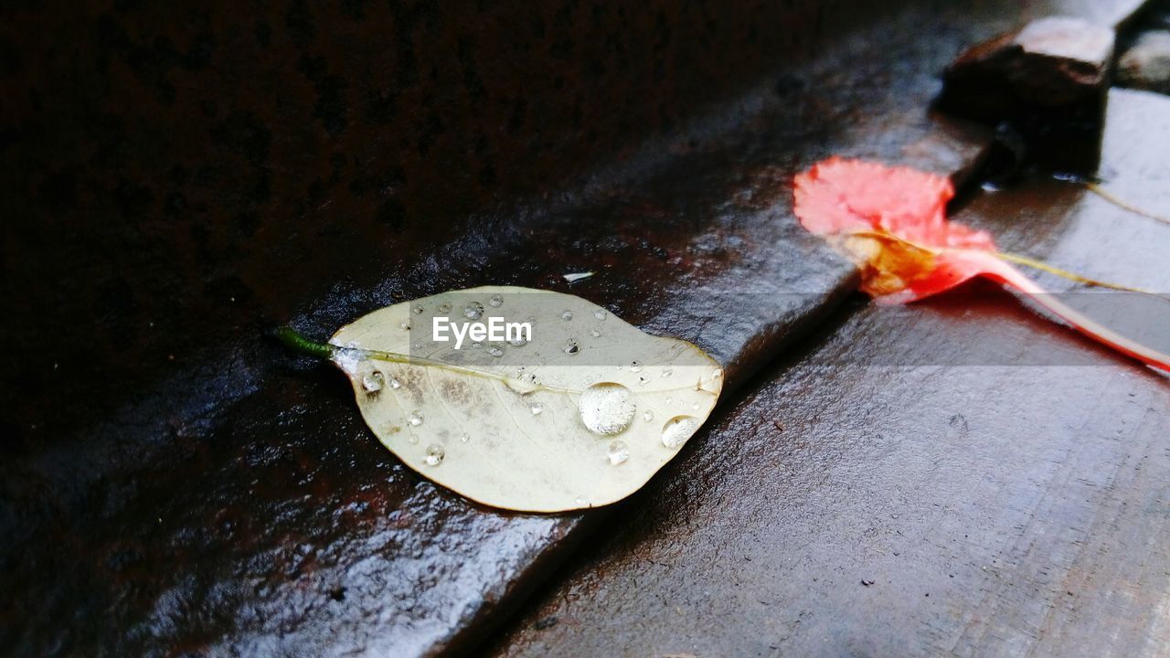 Close-up of water drop on leaf