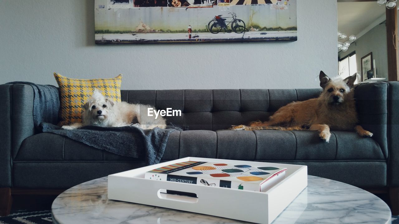 Dogs lying down on sofa at home