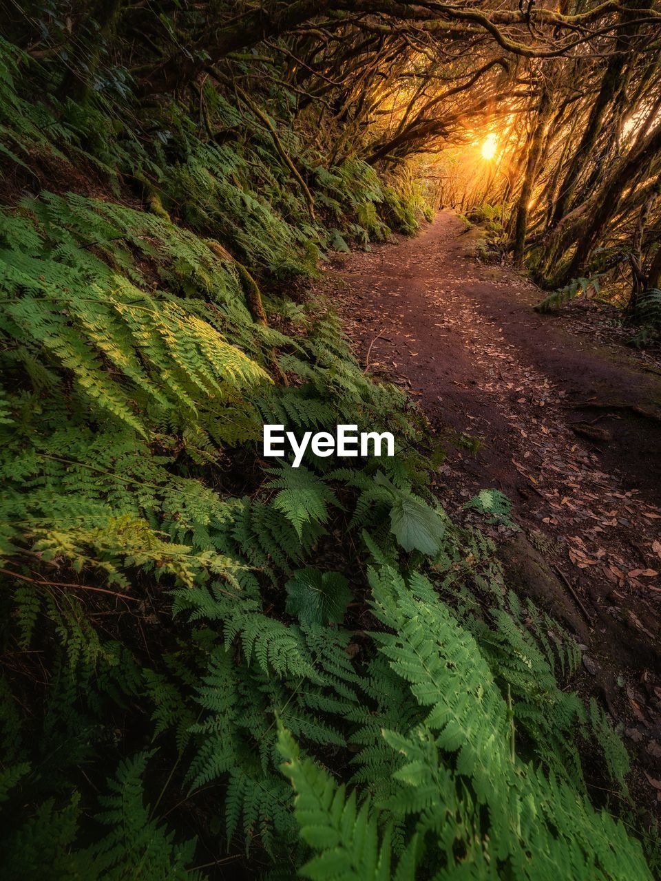 Road amidst trees in forest during sunset