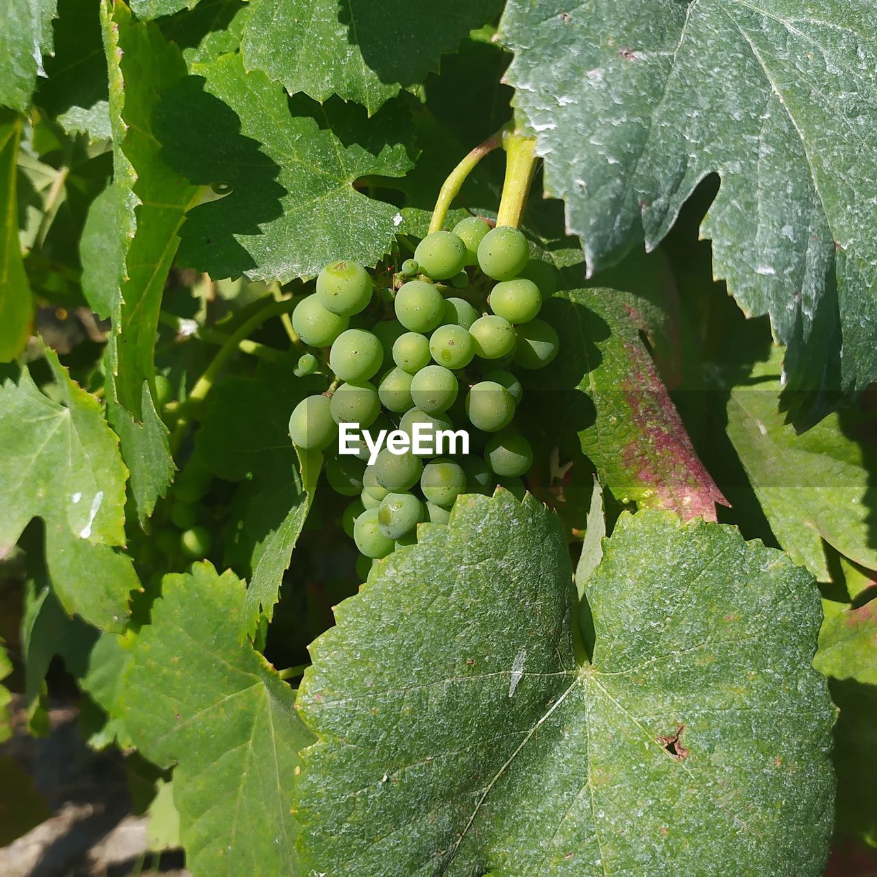 CLOSE-UP OF GRAPES GROWING ON PLANT