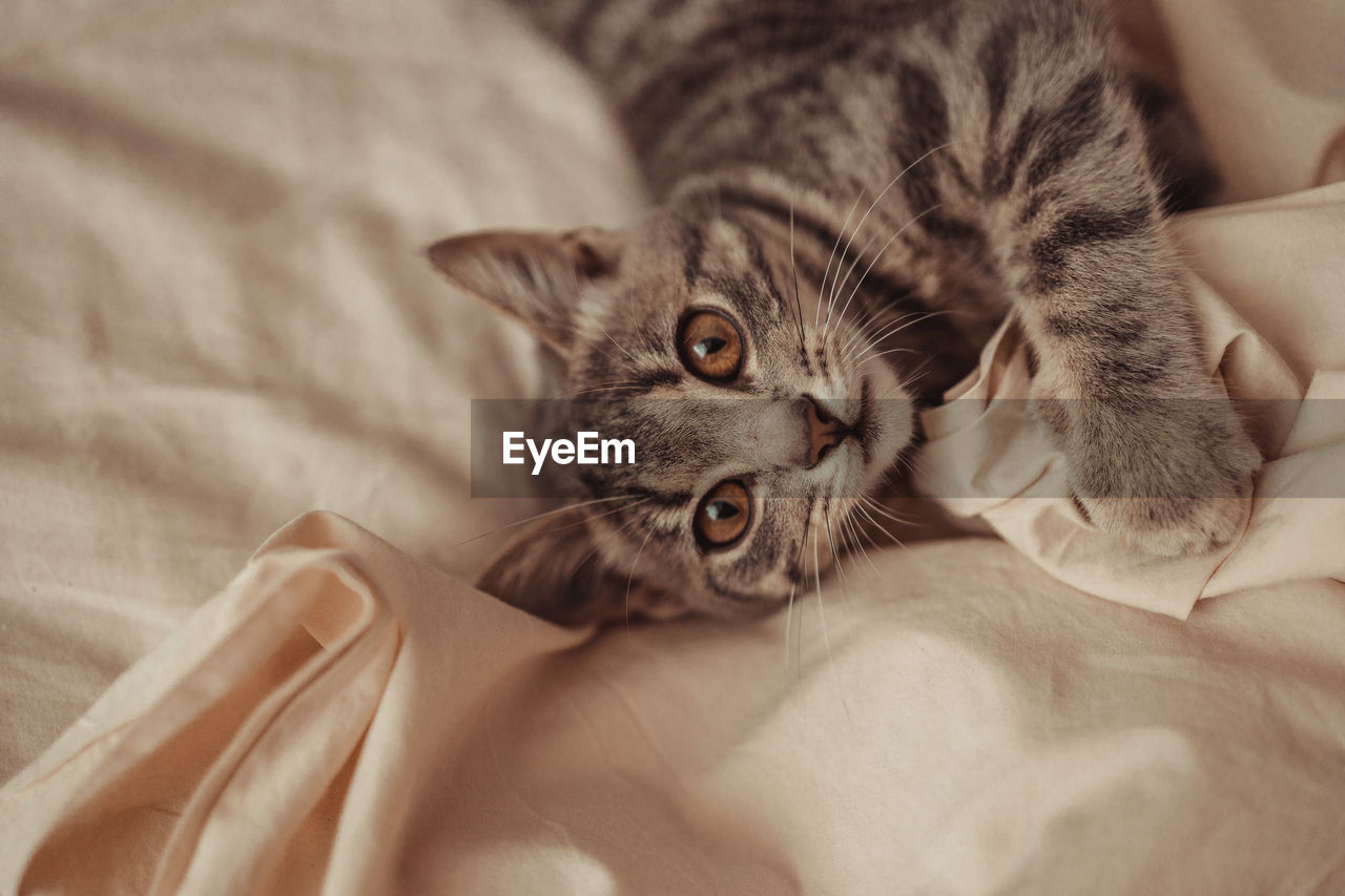 CLOSE-UP PORTRAIT OF CAT ON BED