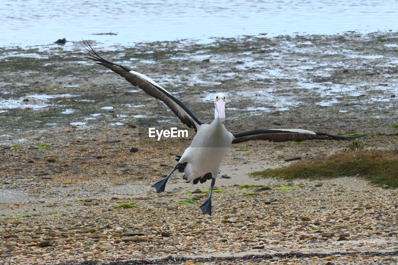 SEAGULL FLYING OVER A WATER