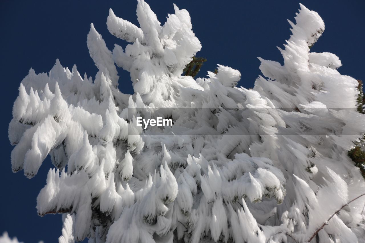 LOW ANGLE VIEW OF WHITE FLOWER AGAINST SKY