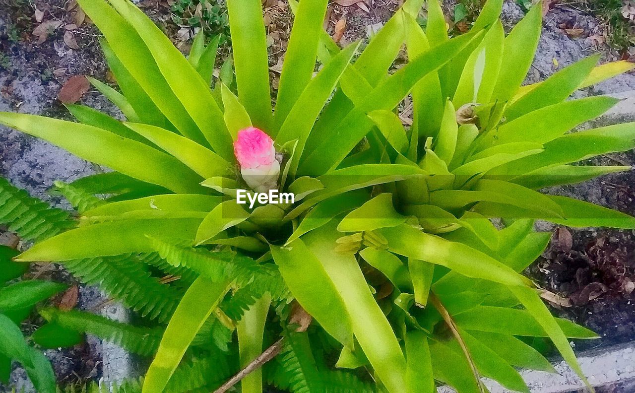 CLOSE-UP OF GREEN PLANT