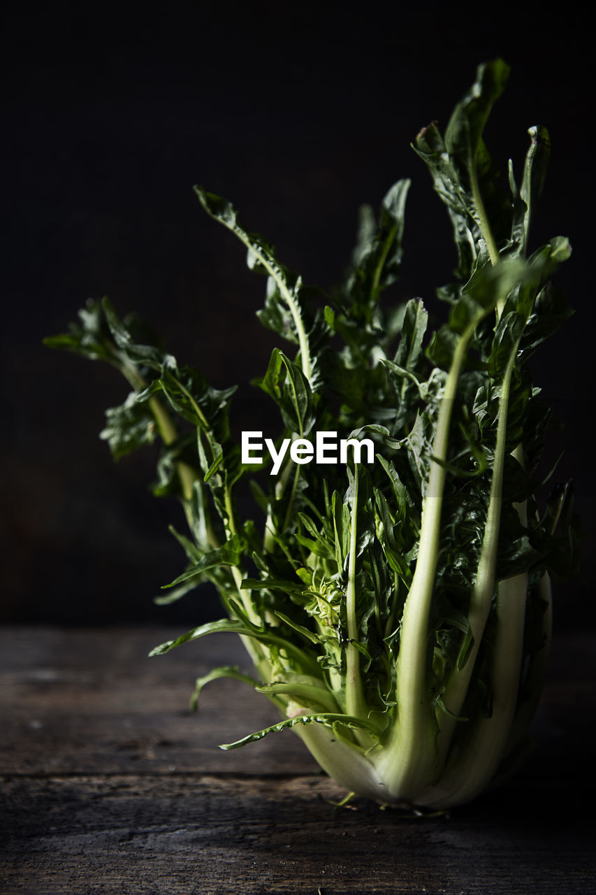 Puntarelle against dark background