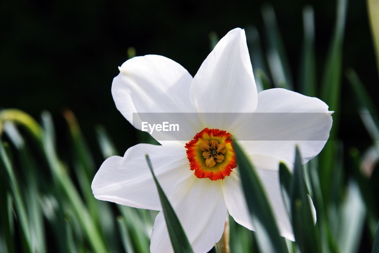 Close-up of white flowering plant