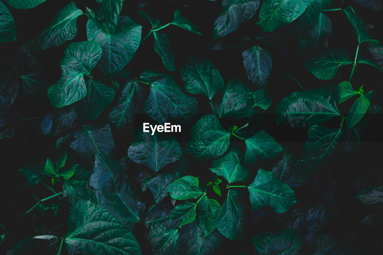 Full frame shot of plants growing on field