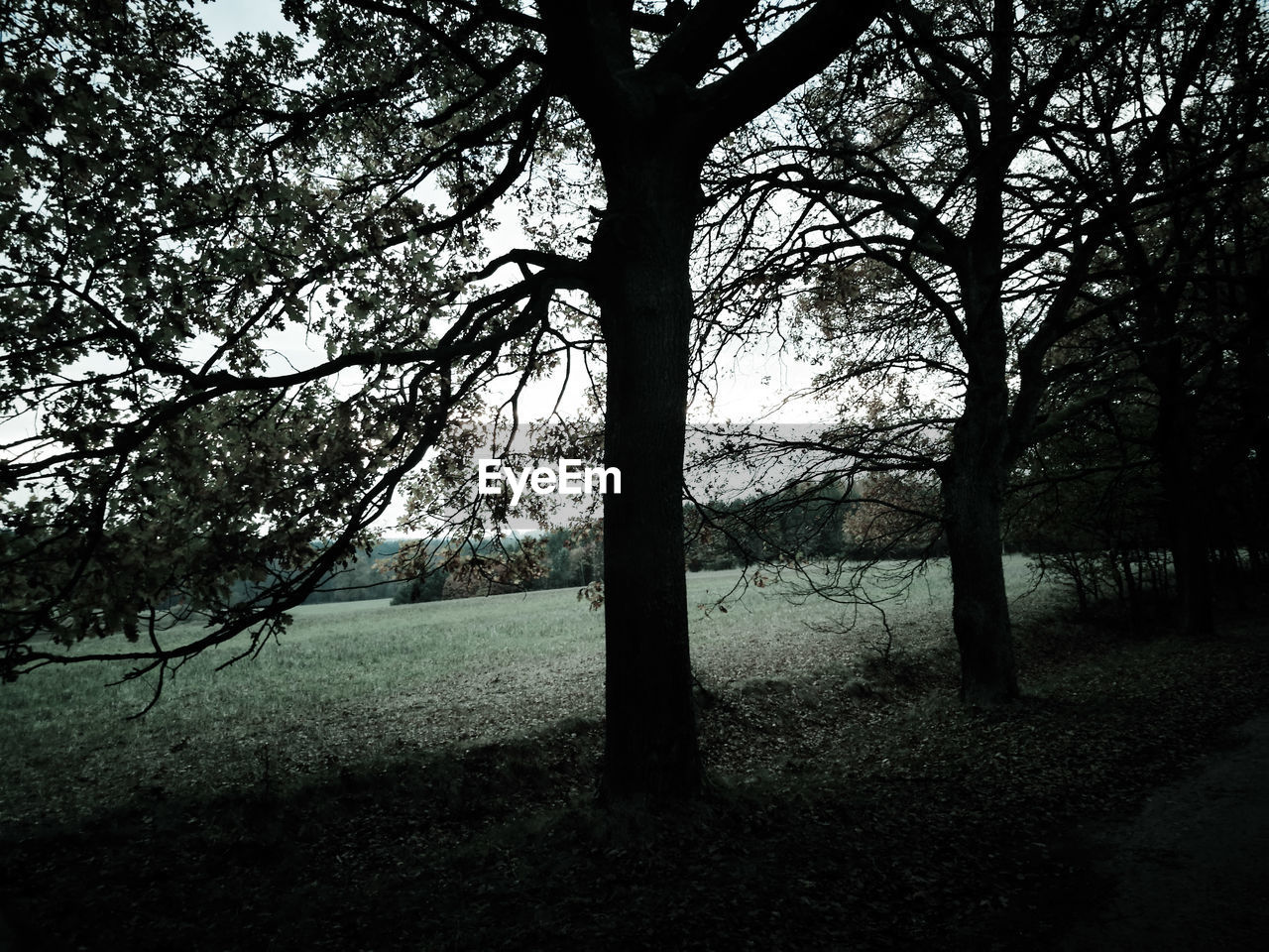 TREES GROWING IN FIELD