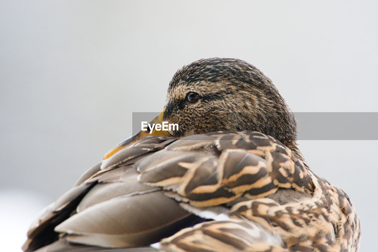 close-up of a bird