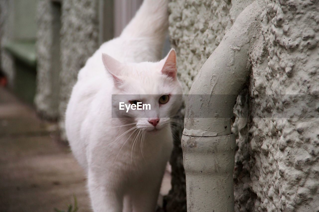 Portrait of white cat by wall