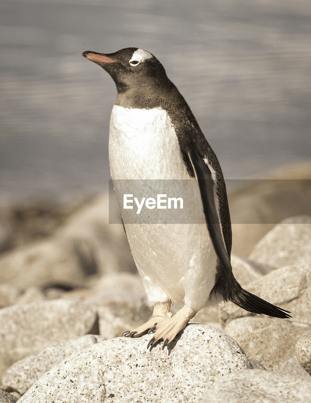 close-up of bird perching on rock