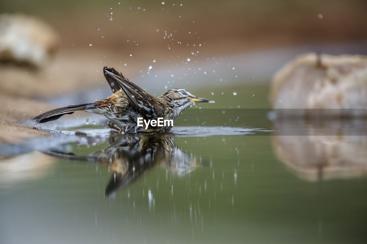 animal themes, animal, water, nature, animal wildlife, wildlife, one animal, close-up, macro photography, lake, reflection, bird, no people, selective focus, insect, outdoors, motion, day, animal body part, focus on foreground