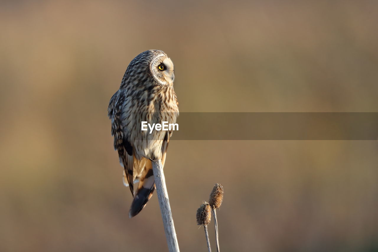 A short-eared owl