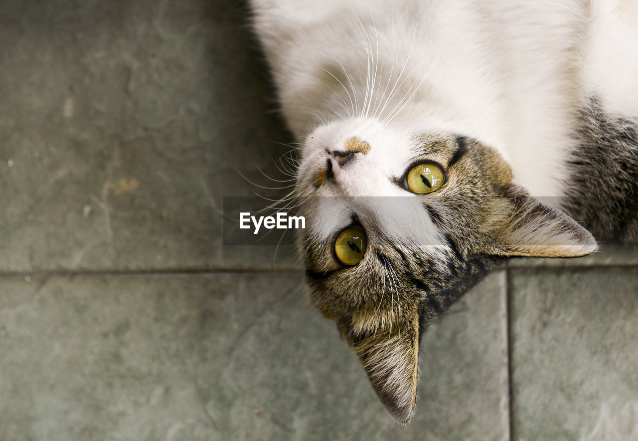 Cat lying on the floor