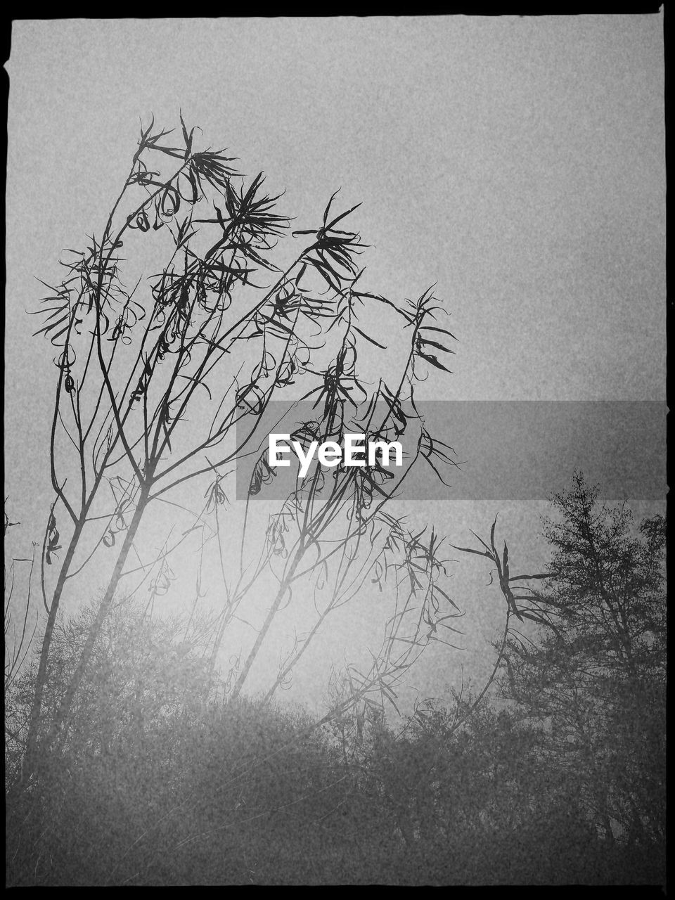 LOW ANGLE VIEW OF TREE AGAINST SKY